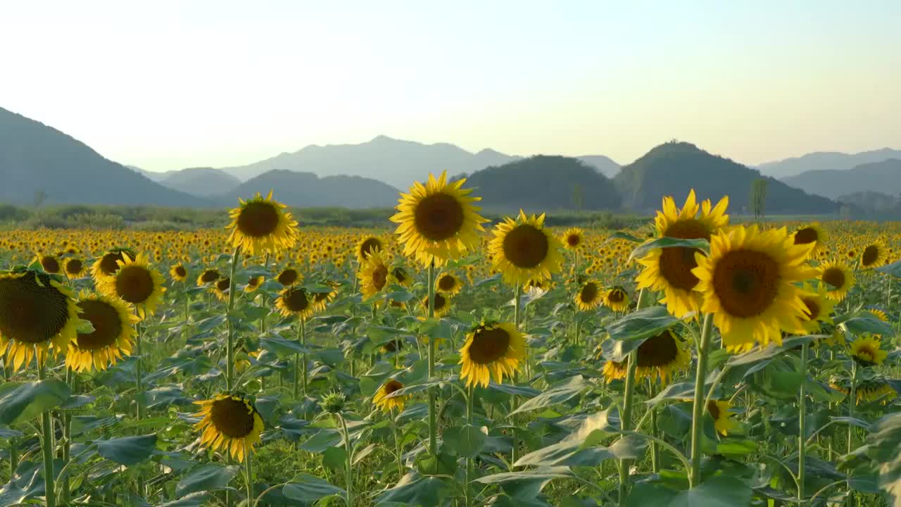 浙江省杭州市西湖区铜鉴湖公园 秋天盛开的向日葵 花朵视频素材