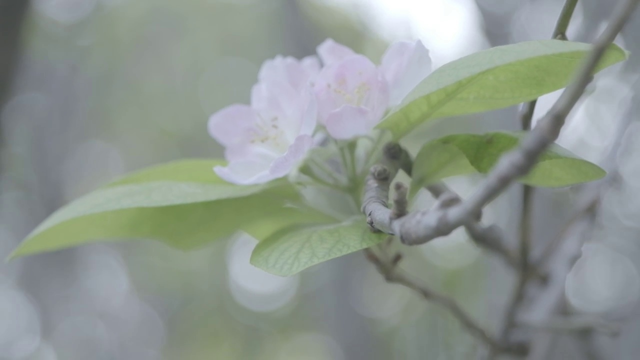 海棠花开视频素材