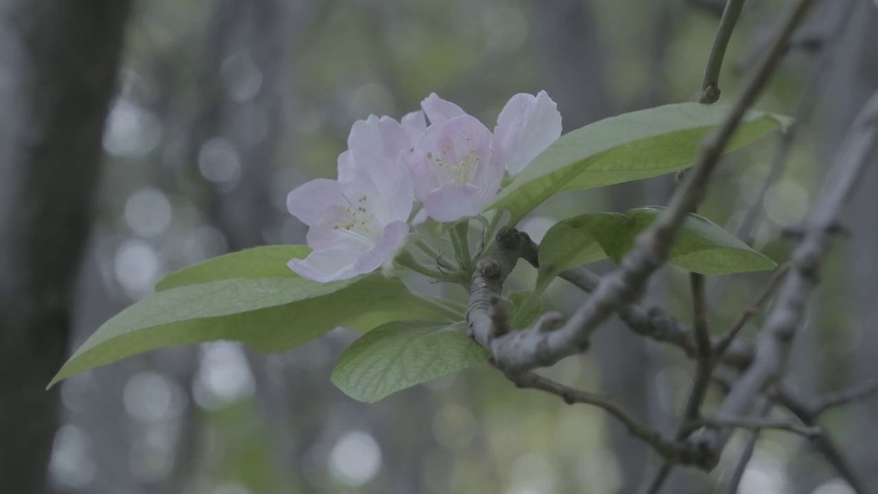 海棠花开视频素材