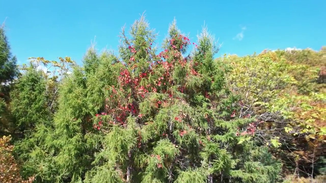 五花山色视频素材