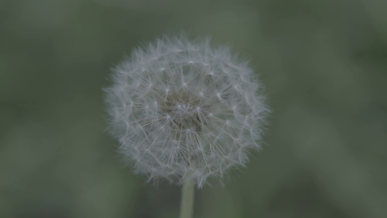 完整的蒲公英花头视频素材