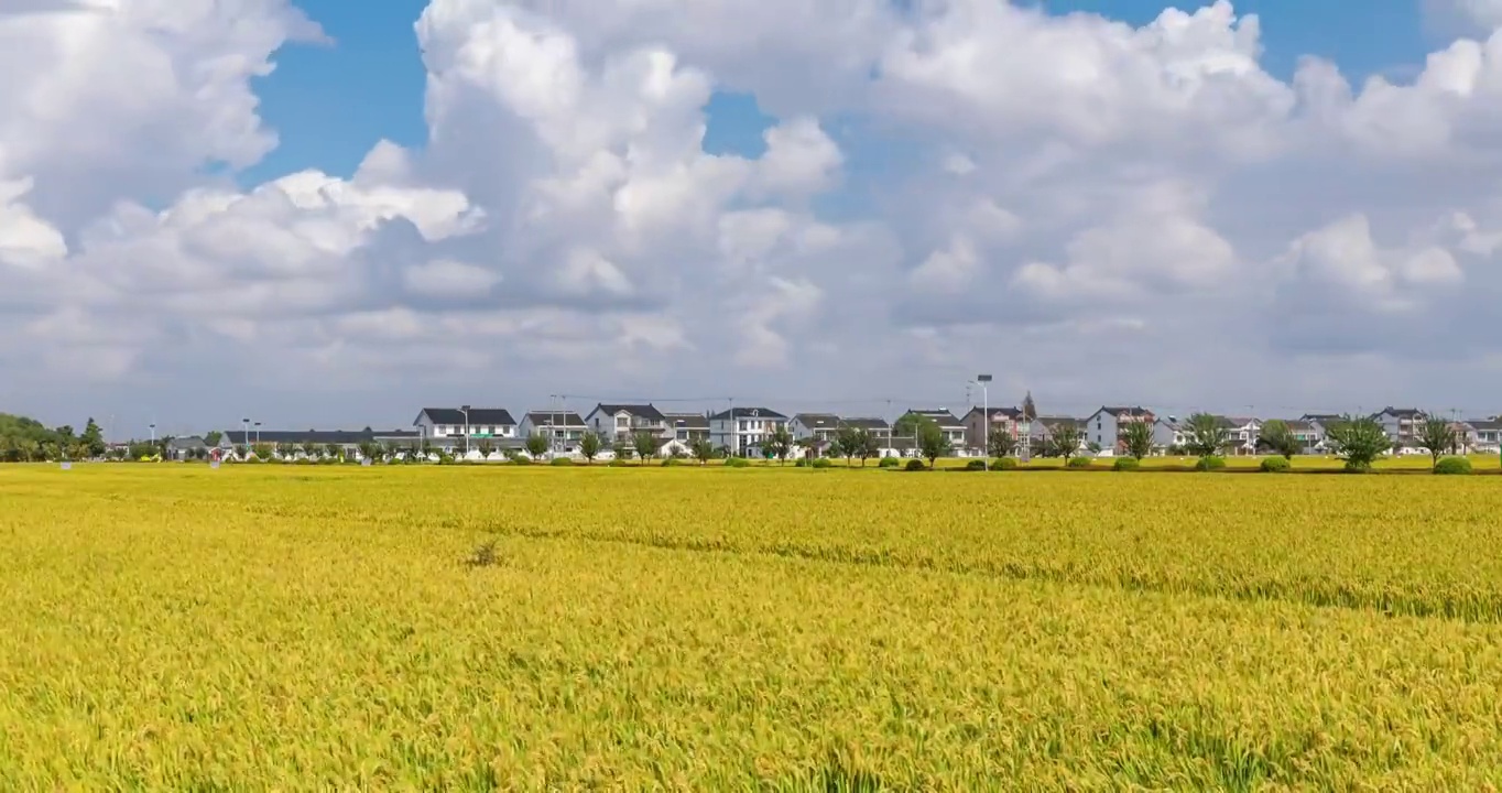 苏州北联村稻香延时视频素材