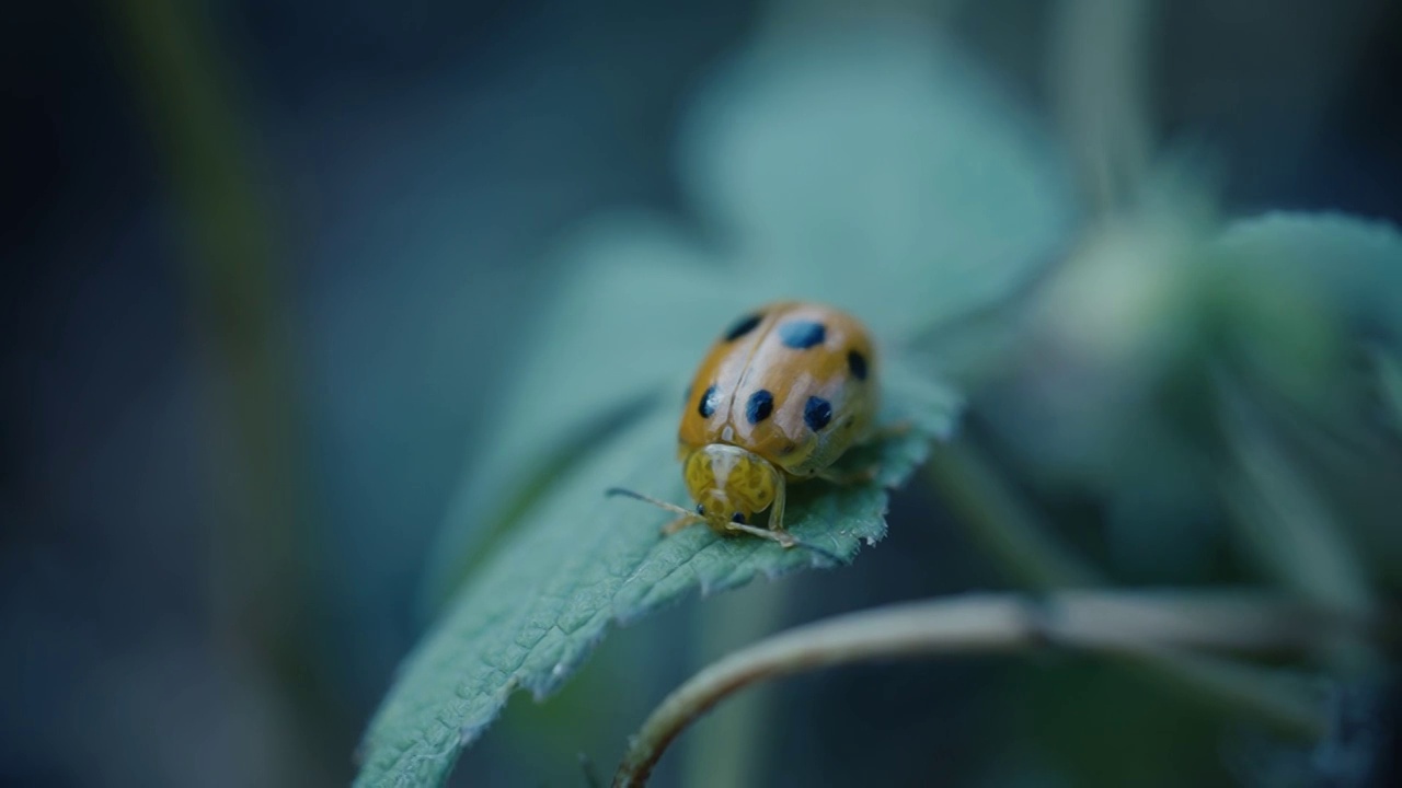 瓢虫视频素材