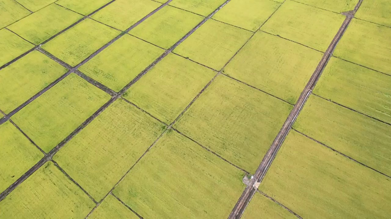 稻田视频素材