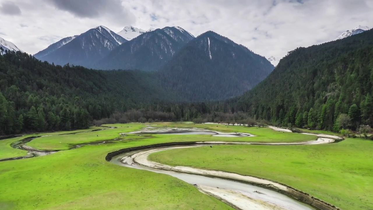 西藏林芝波密岗云杉林风光视频素材