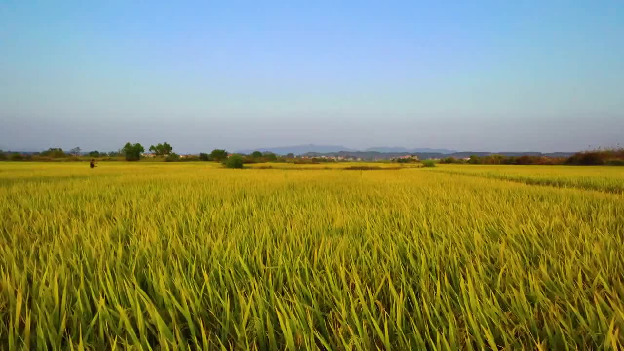 稻田视频素材