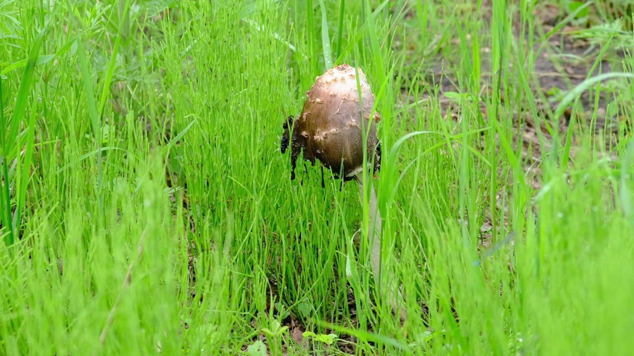 蘑菇视频素材