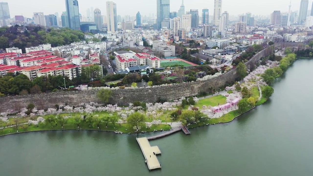 春季江苏省南京市玄武湖公园的樱花大道视频素材