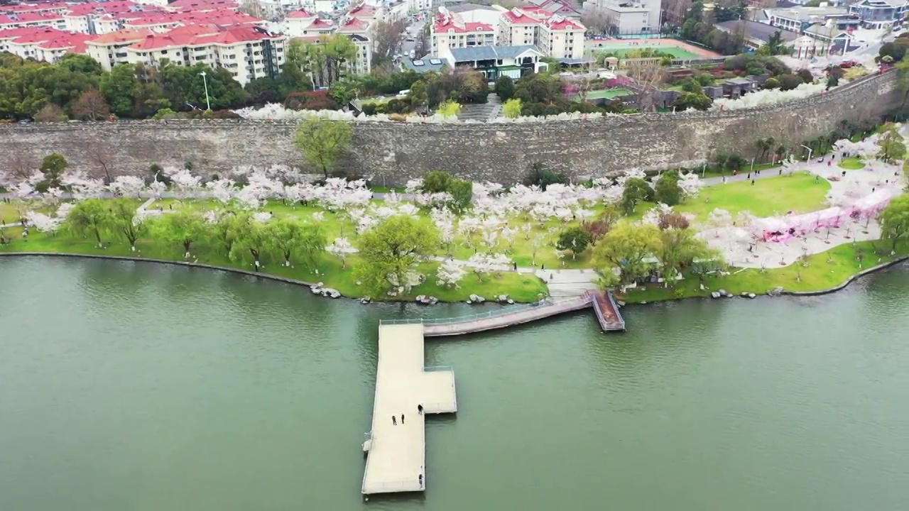 春季江苏省南京市玄武湖公园的樱花大道上樱花绽放视频素材