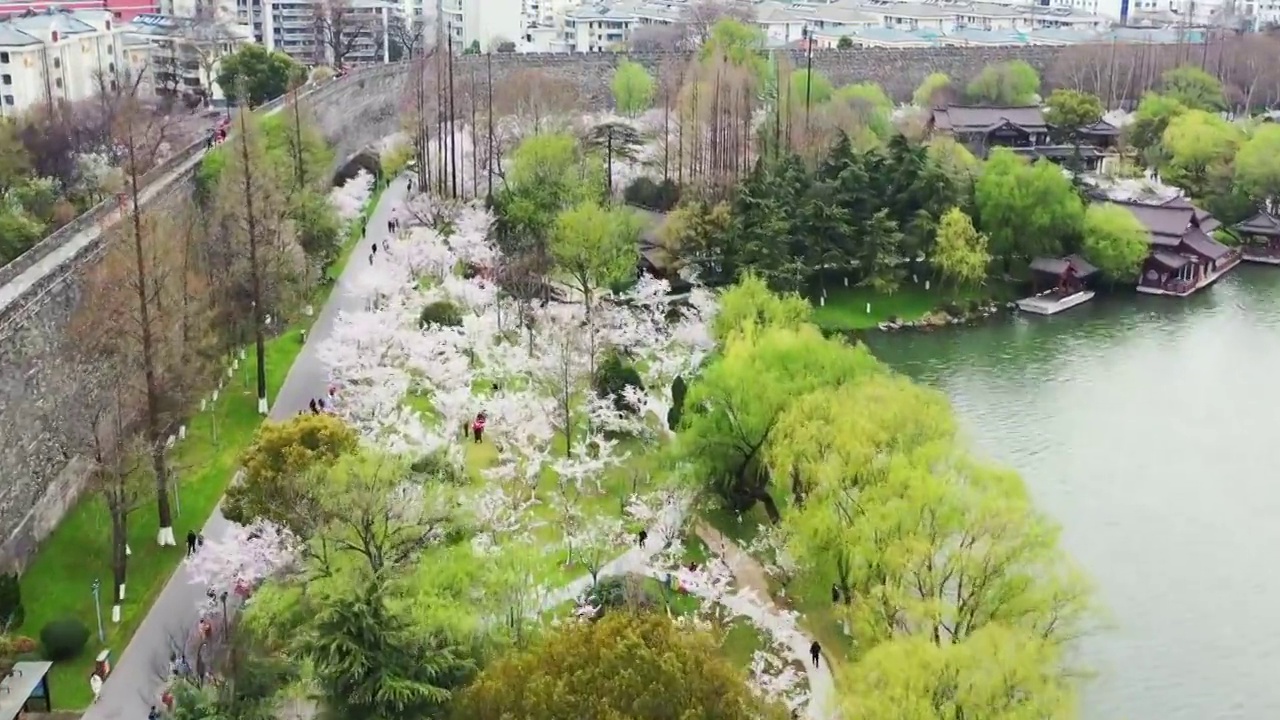 春季台城明城墙下的南京玄武湖公园樱花大道樱花盛开视频素材