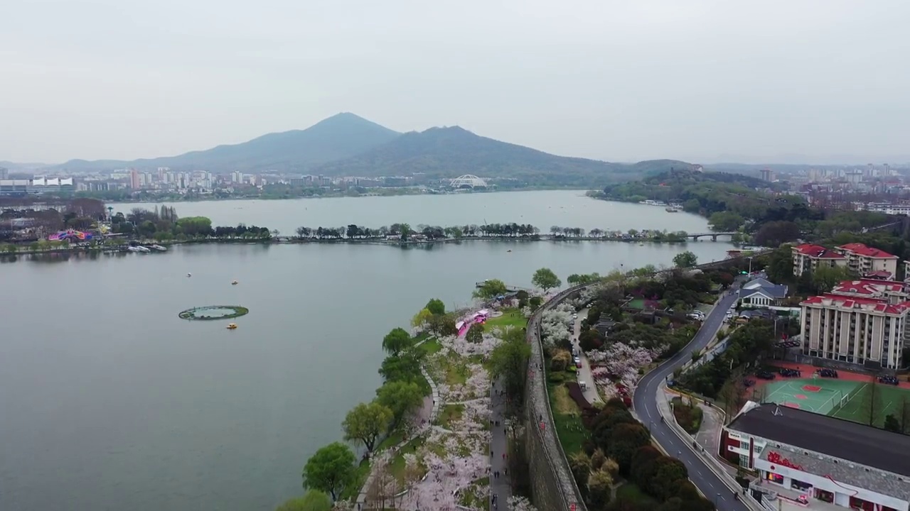 春季南京玄武湖公园，明城墙下的樱花大道樱花绽放视频素材