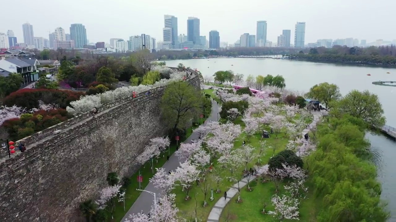 春季台城明城墙下的南京玄武湖公园樱花大道樱花盛开视频素材