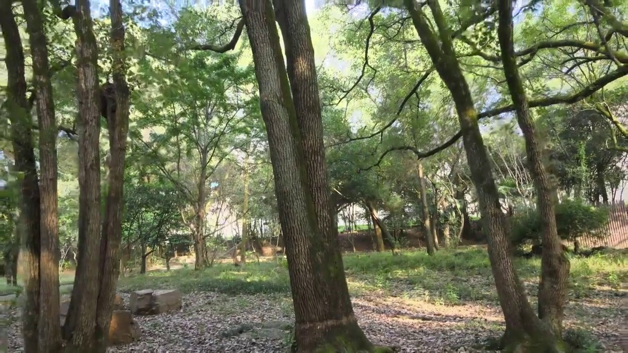 武汉大学情人坡樟树林视频素材