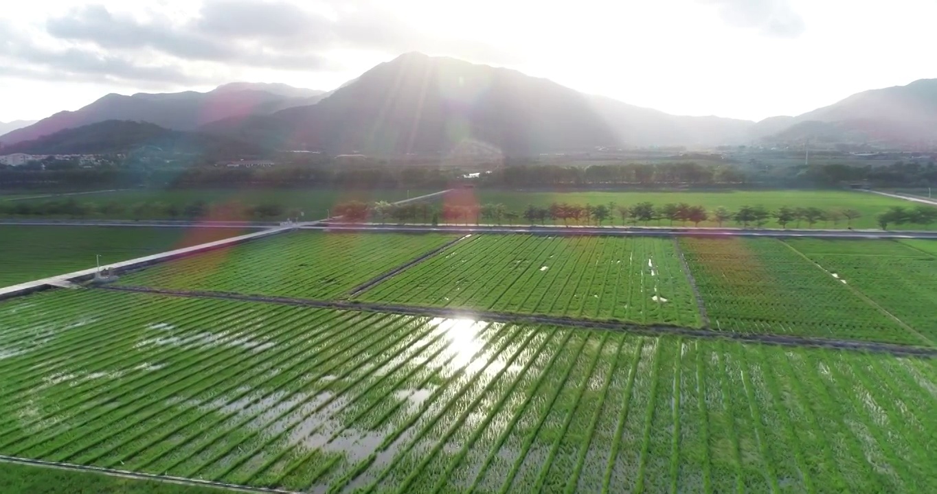 航拍水稻田视频素材