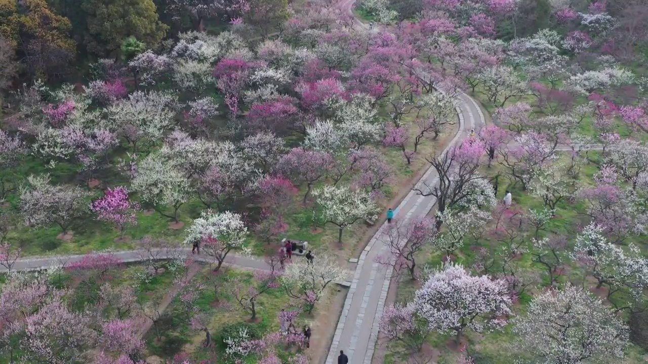 航拍春天南京梅花山视频素材