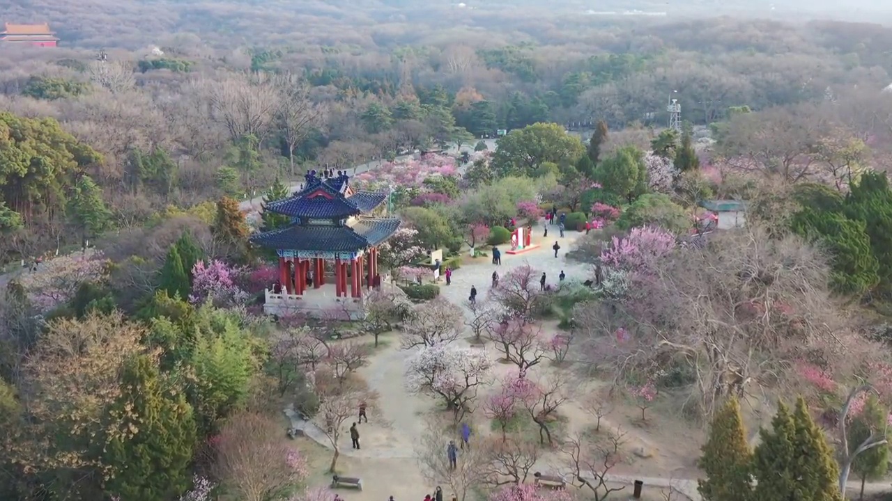 航拍春天南京梅花山视频素材