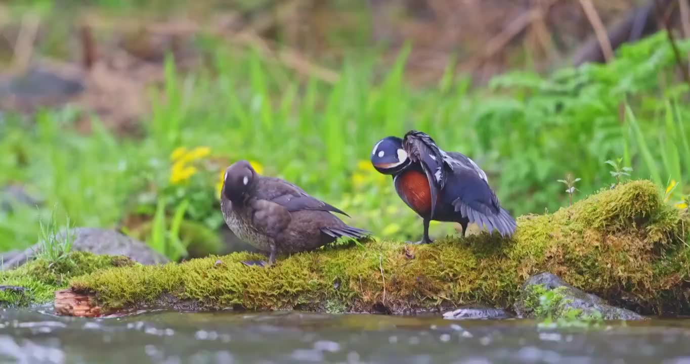 丑鸭视频素材