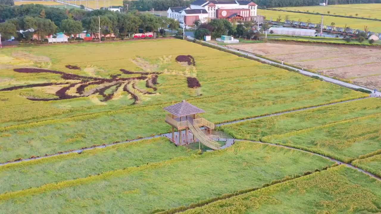 苏州园区澄湖农业示范区航拍风景视频素材