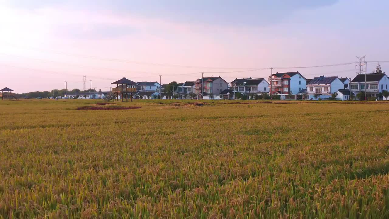 苏州园区澄湖农业示范区航拍风景视频素材