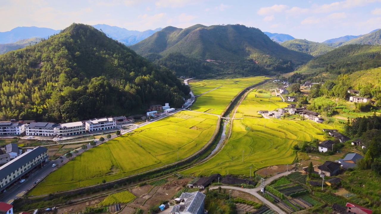 金黄色大片稻田乡村振兴大地丰收秋天航拍视频素材