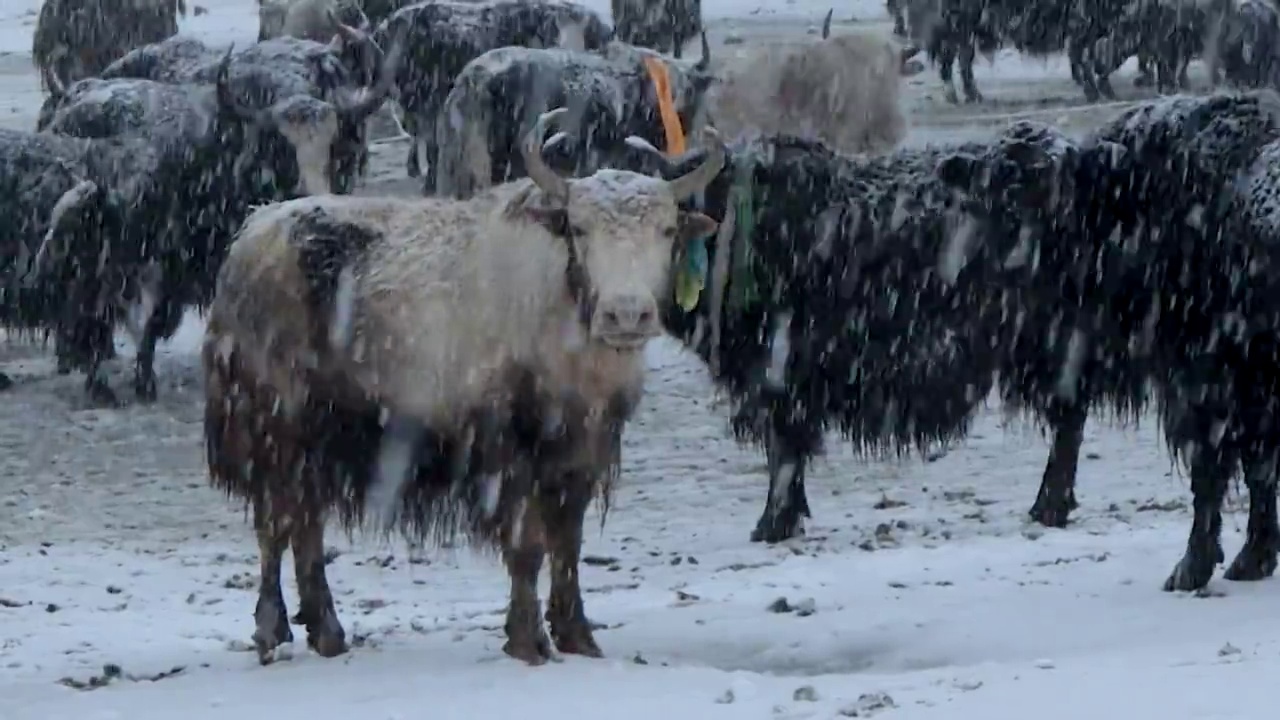 风雪，冬天，牦牛，寒冷，牧场，雪，畜牧业，高原，动物，大雪视频素材