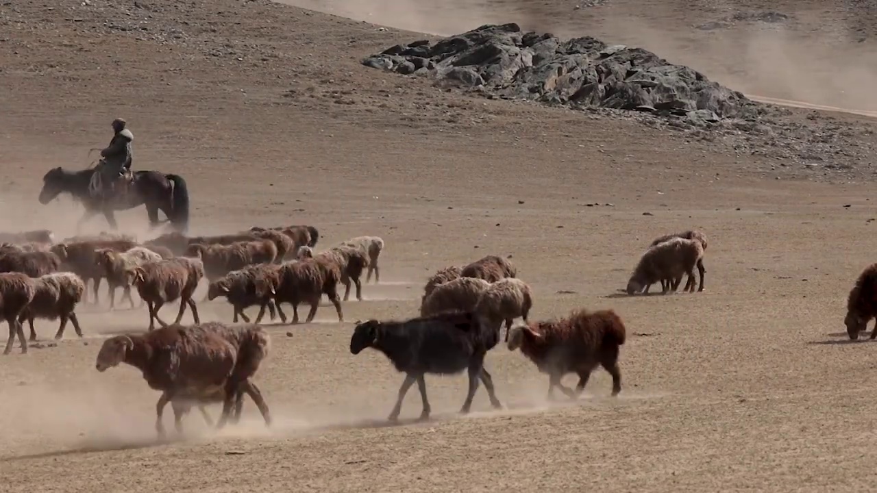 羊群，牧民，转场，牧民转场，阿勒泰转场，尘土，追赶，动物视频素材