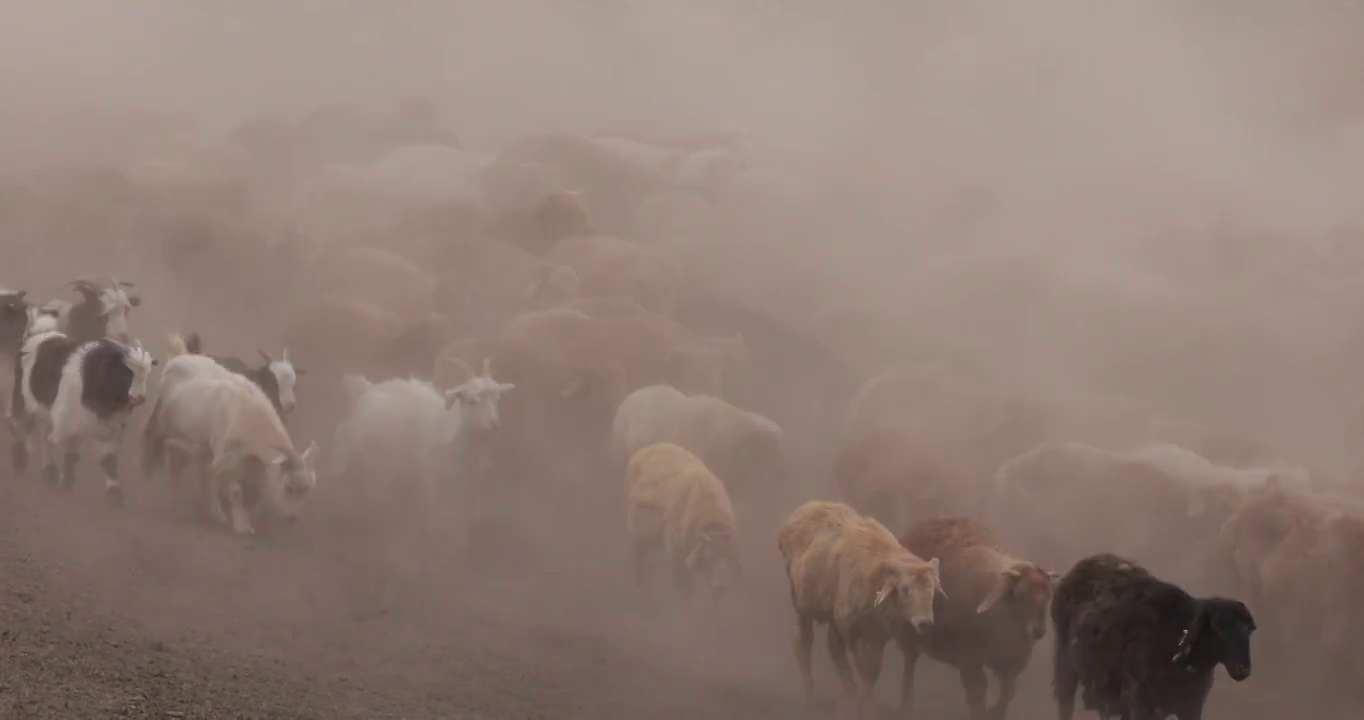 绵羊，羊群，大尾羊，迁徙，灰尘，场面，壮观，阿勒泰转场，羊视频素材