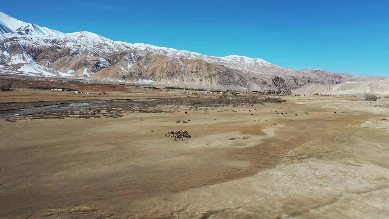 大美新疆：航拍新疆帕米尔高原的雪山，奔跑的羊群视频素材