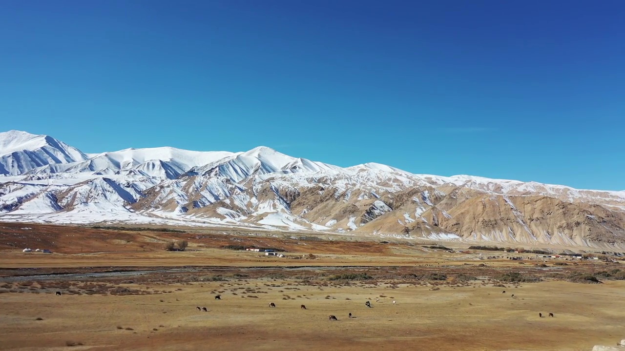 大美新疆：航拍新疆帕米尔高原的雪山，河流，草地，牛群，冻土视频素材