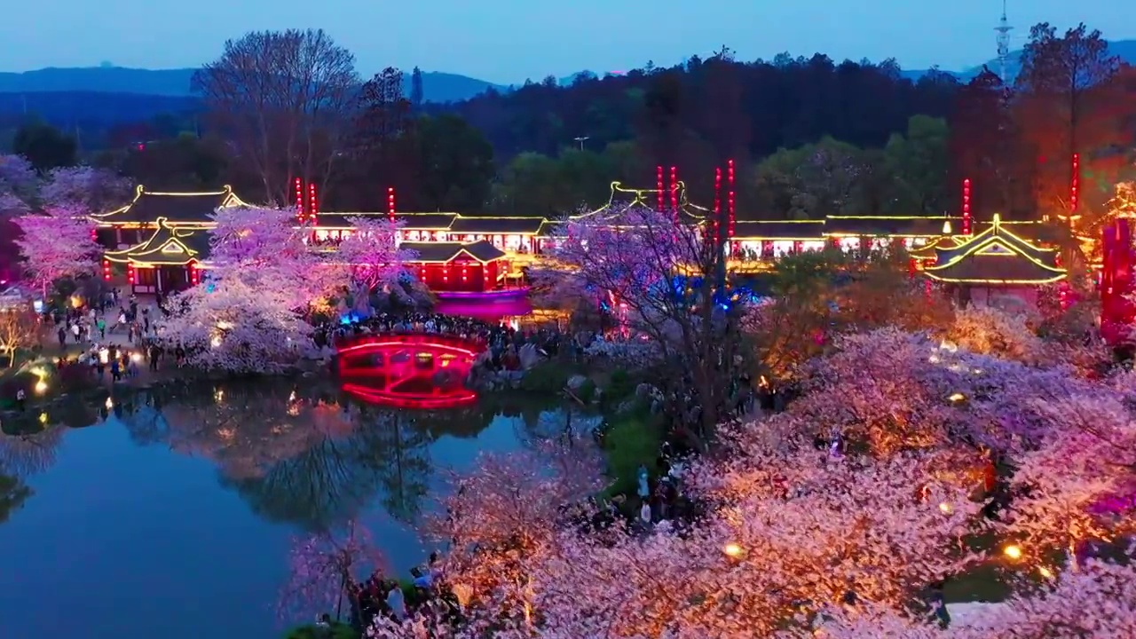 武汉东湖樱花节夜景视频素材