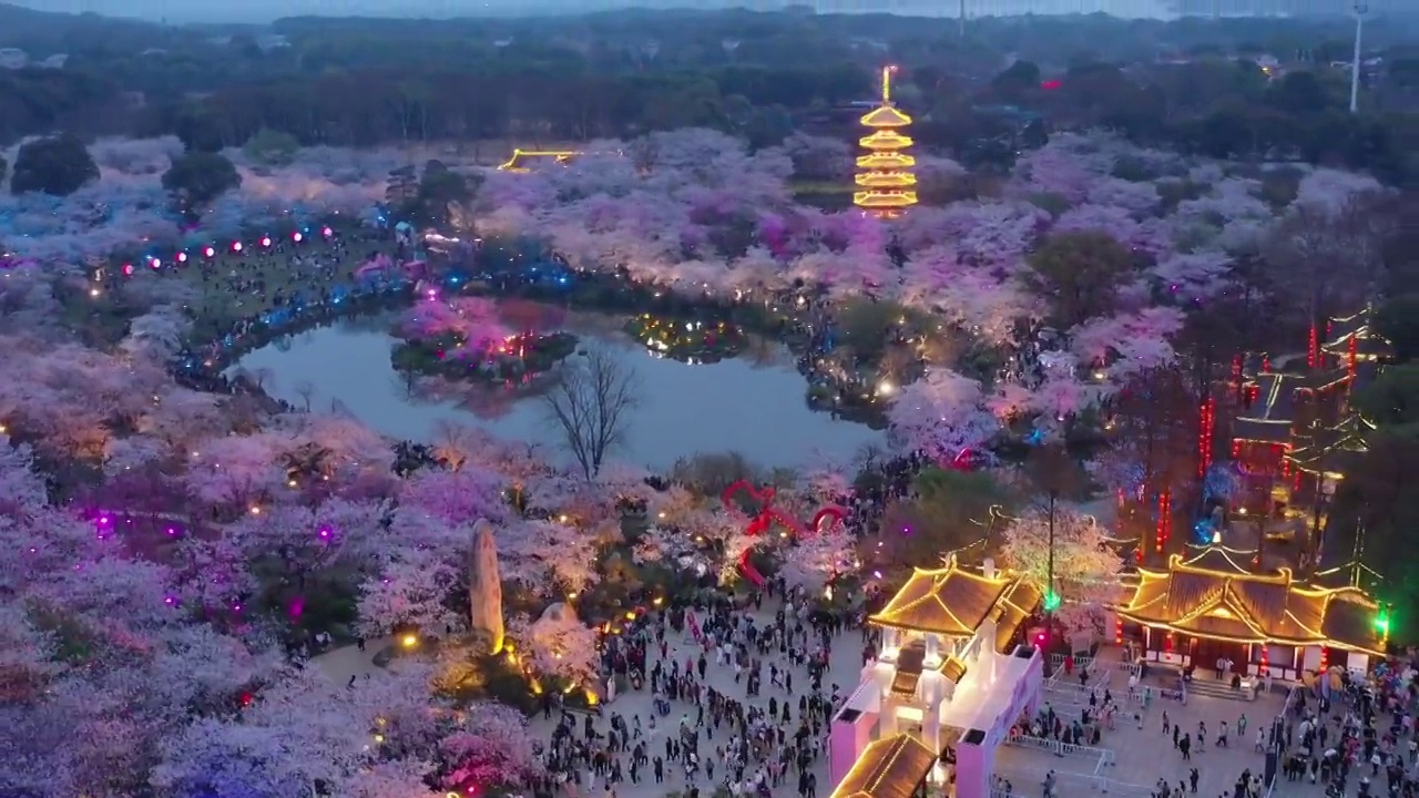 东湖樱花节夜景视频素材