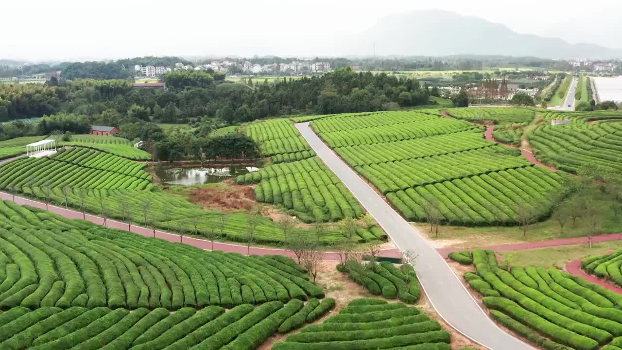 武义花田小镇唯美浪漫茶园风光4K航拍视频视频素材