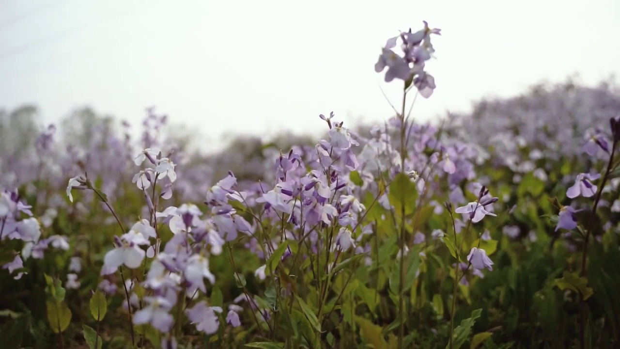 紫色花朵花海花丛视频素材