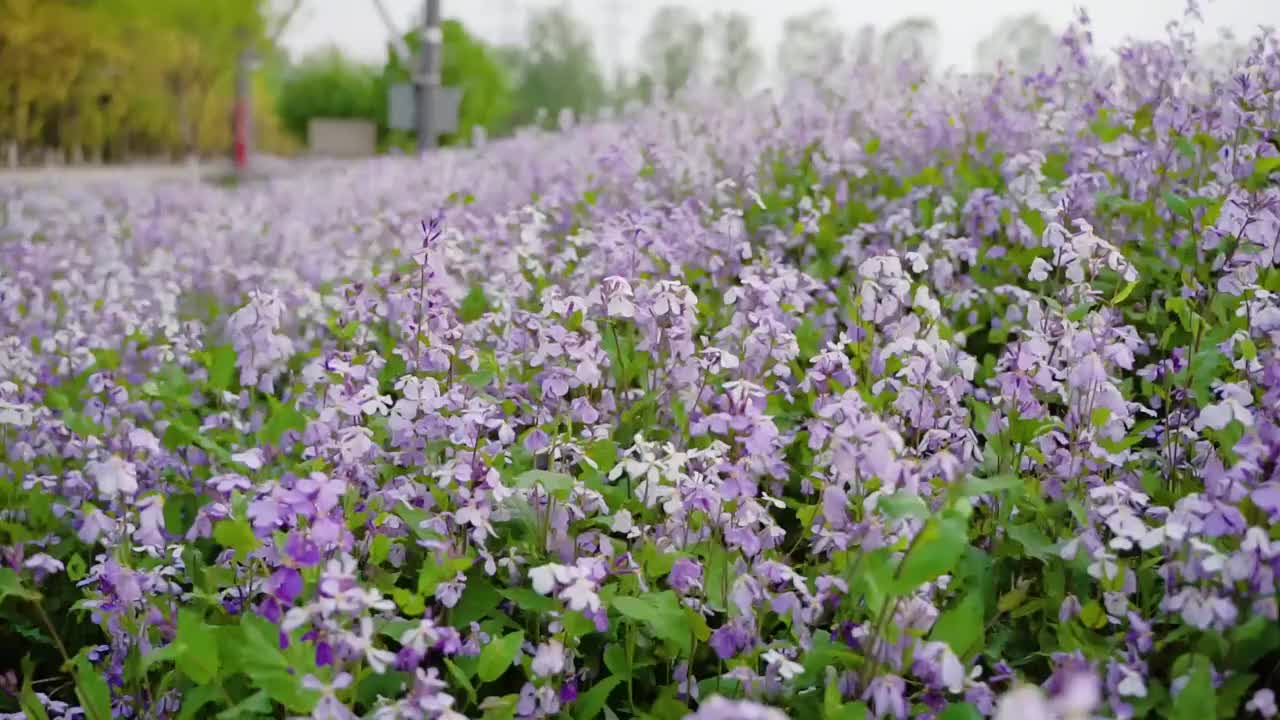 紫色花朵花海花丛视频素材