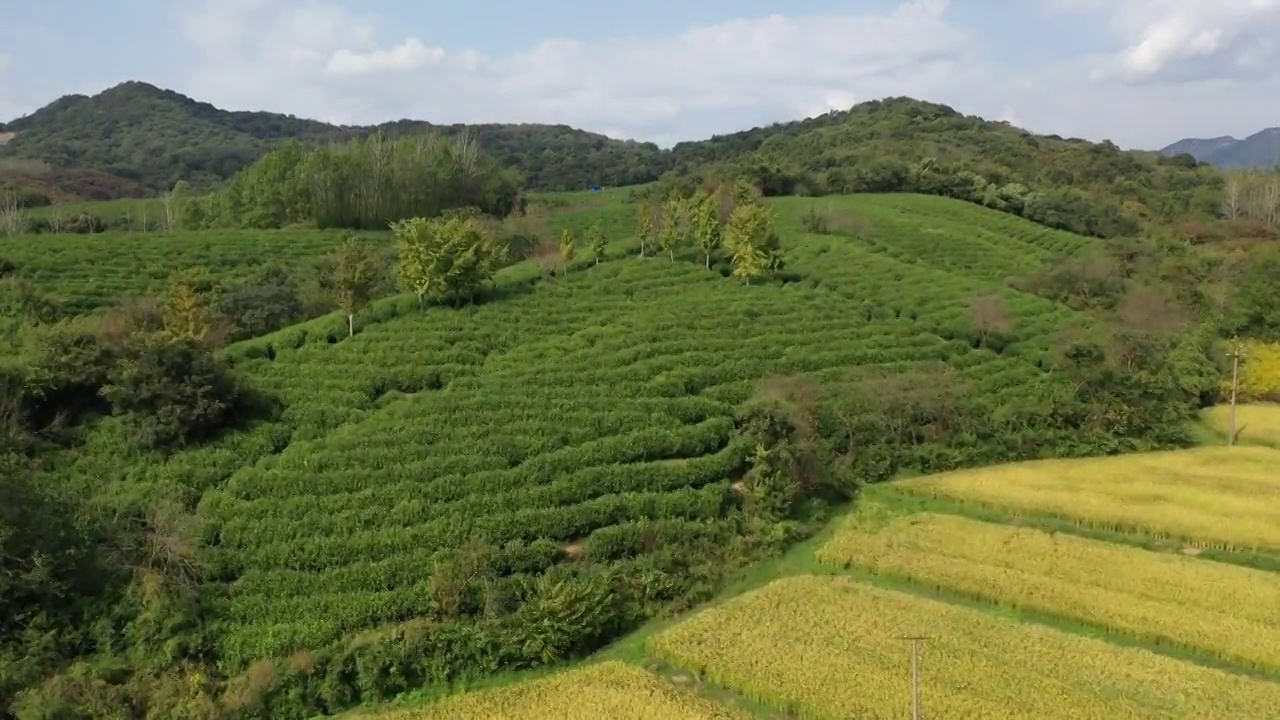 稻田茶园视频素材