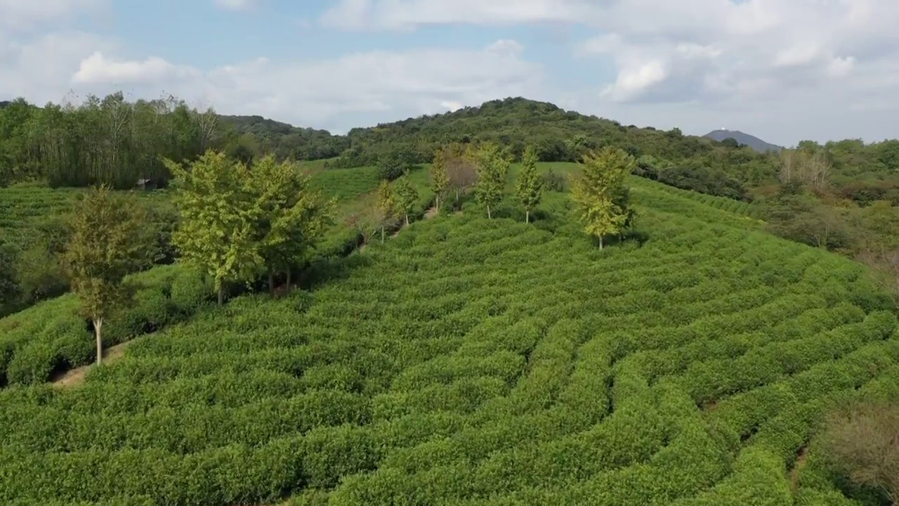 山坡上的茶场 茶园视频素材