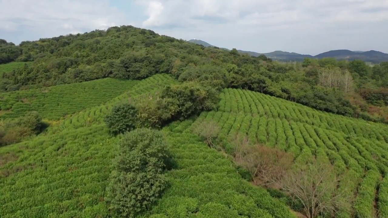 山坡上的茶场 茶园视频素材