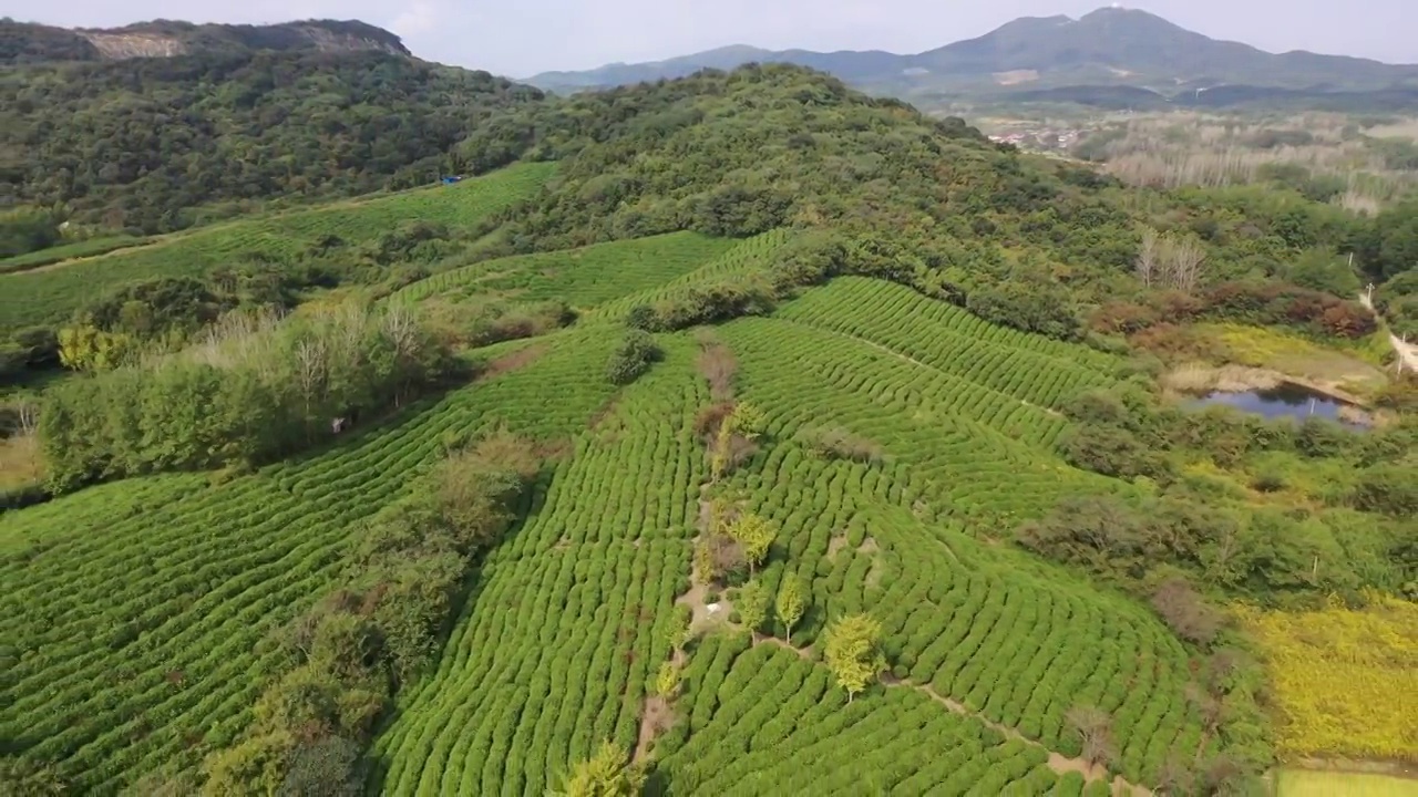 山坡上的茶场 茶园视频素材