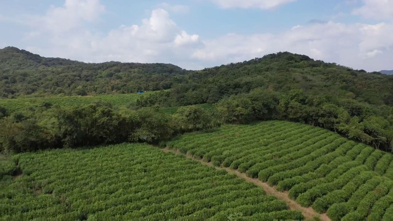 山坡上的茶场 茶园视频素材