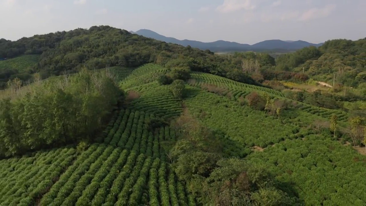 山坡上的茶场 茶园视频素材