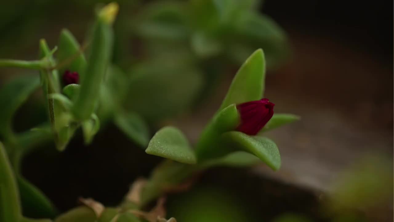 开花延时视频素材