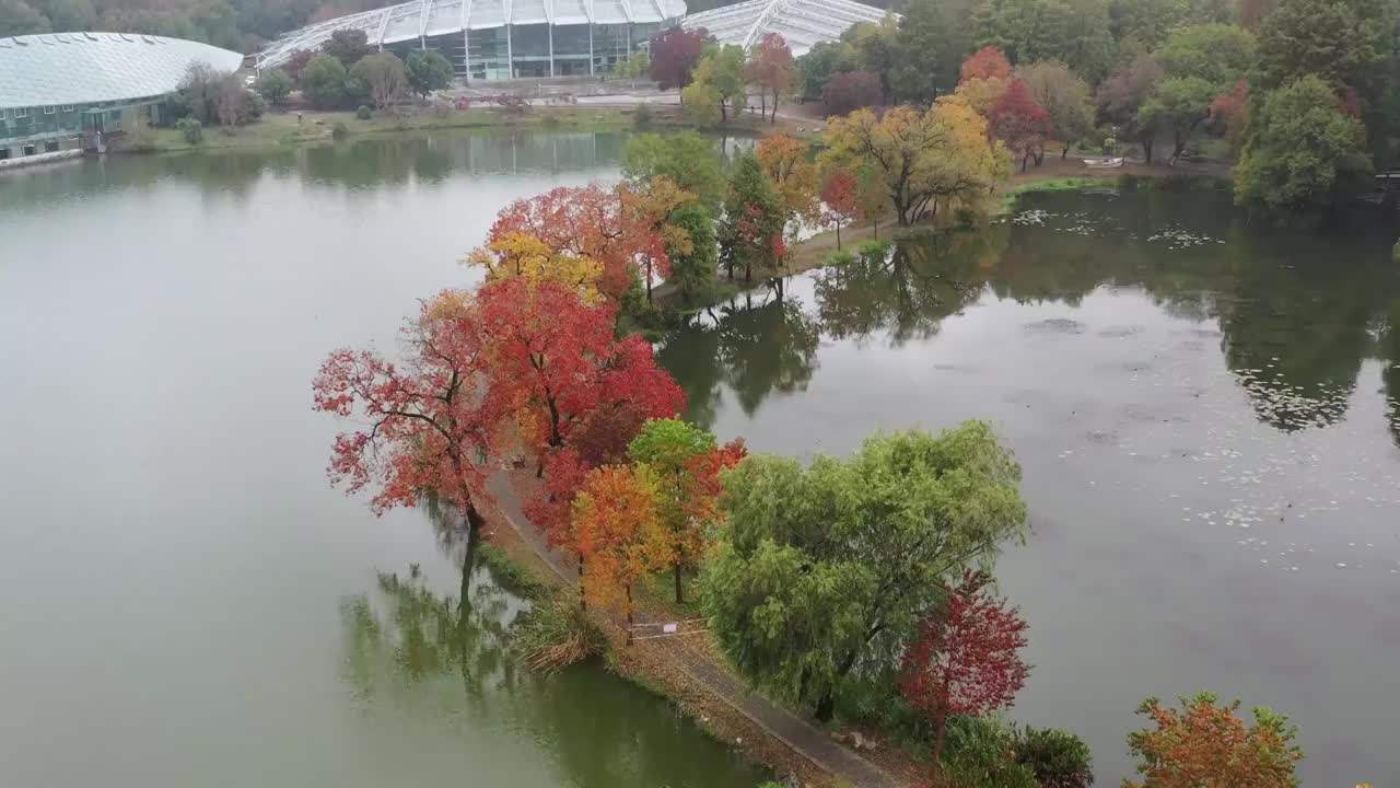 南京中山植物园秋色视频素材