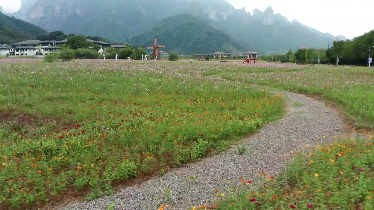 仙居县神仙居旅游度假区紫色花海风光4K航拍视频素材