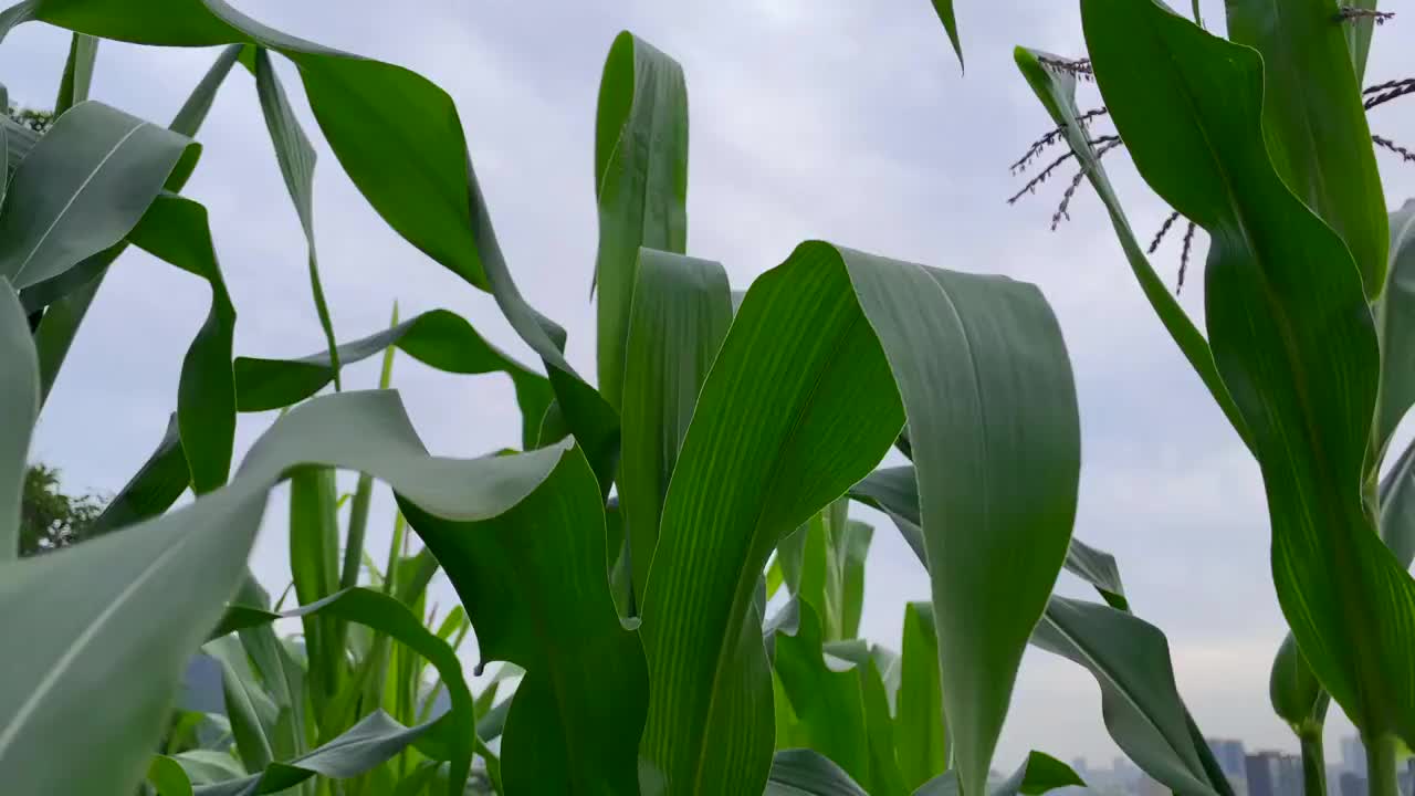 乡村农田玉米地视频素材