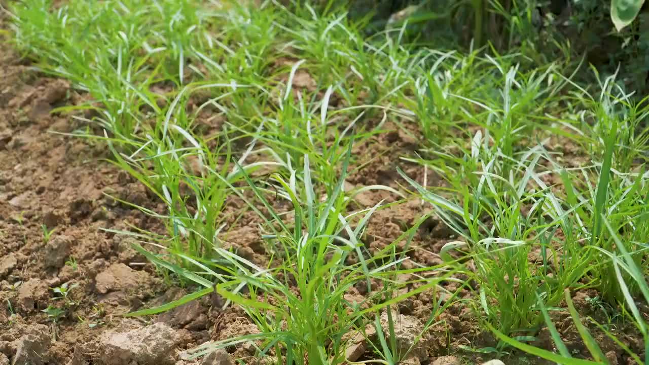 菜园里的空心菜苗视频素材