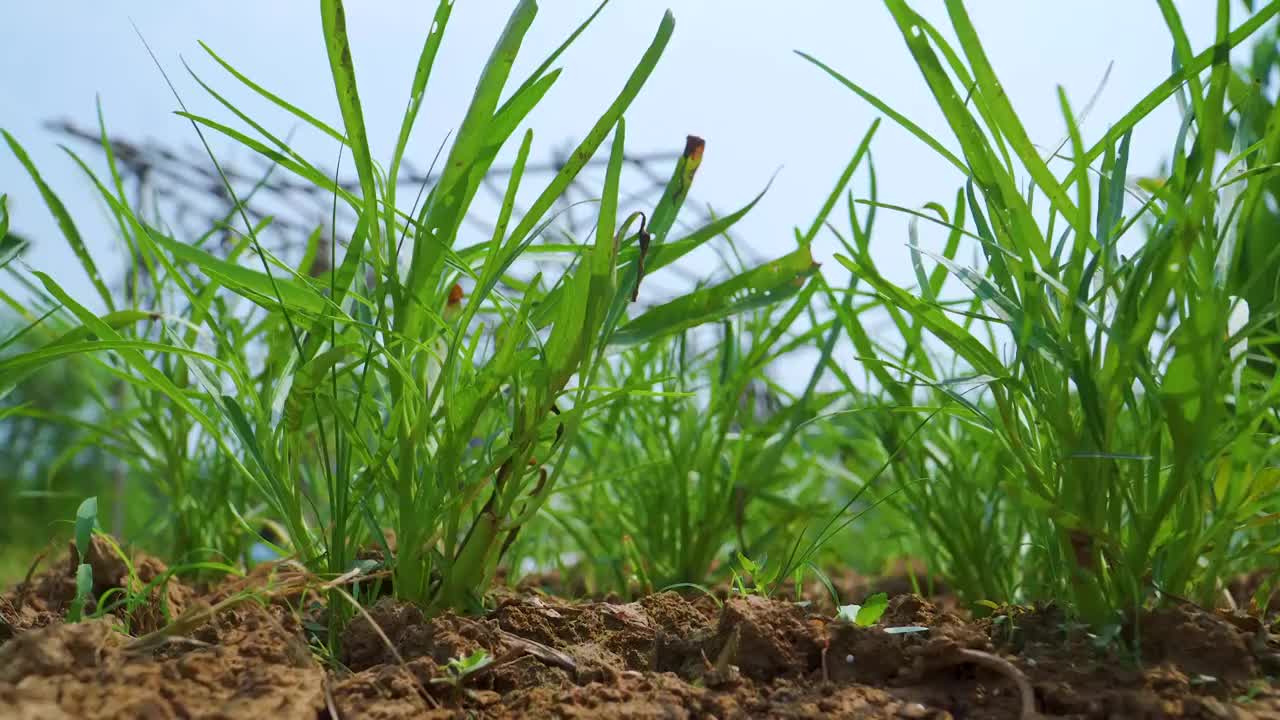 菜园里的空心菜苗视频素材