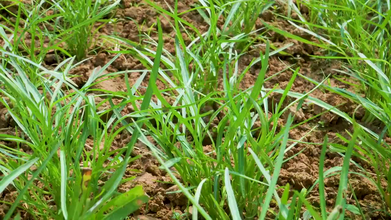 菜园里的空心菜苗视频素材