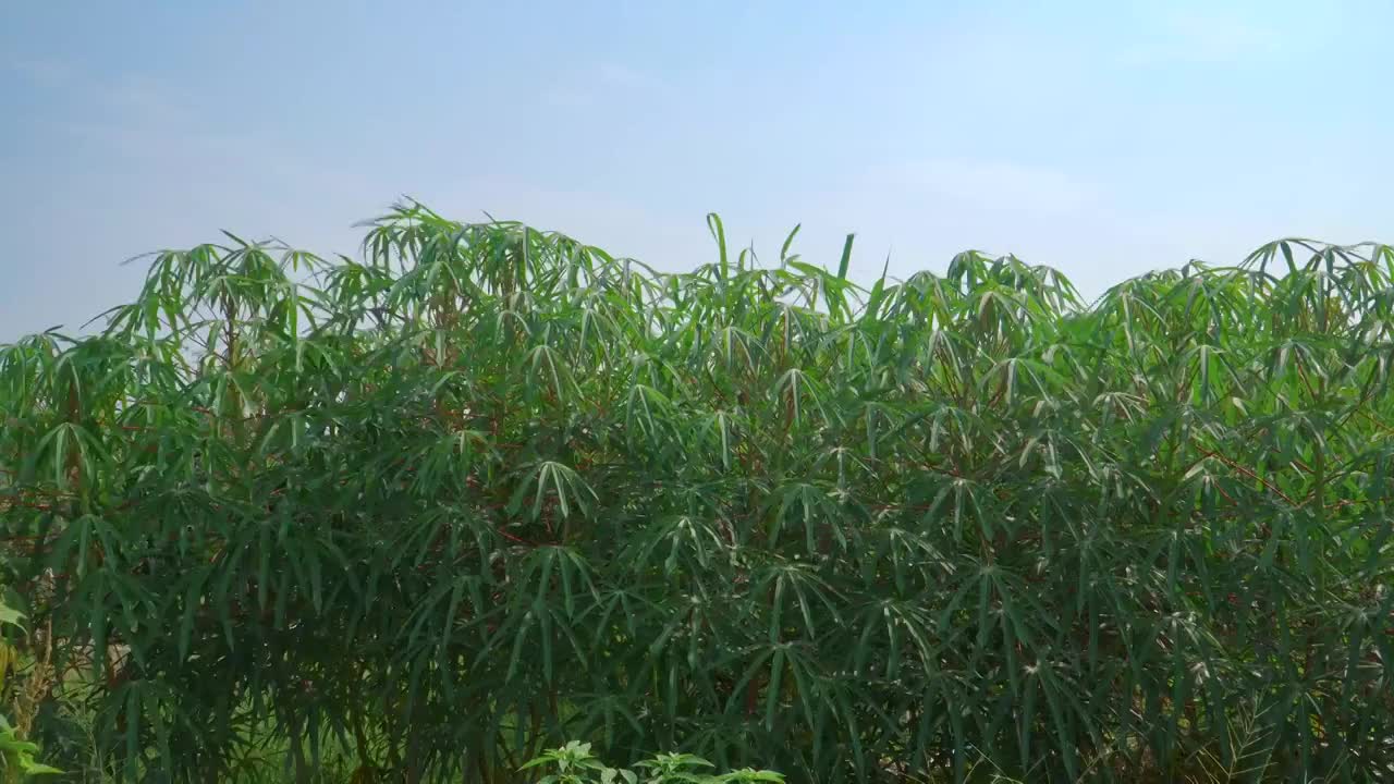 菜园里的木薯植株视频素材