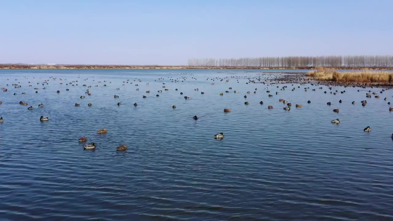 黑龙江鸡西：立冬节气，万鸟在中俄界湖兴凯湖集结视频素材