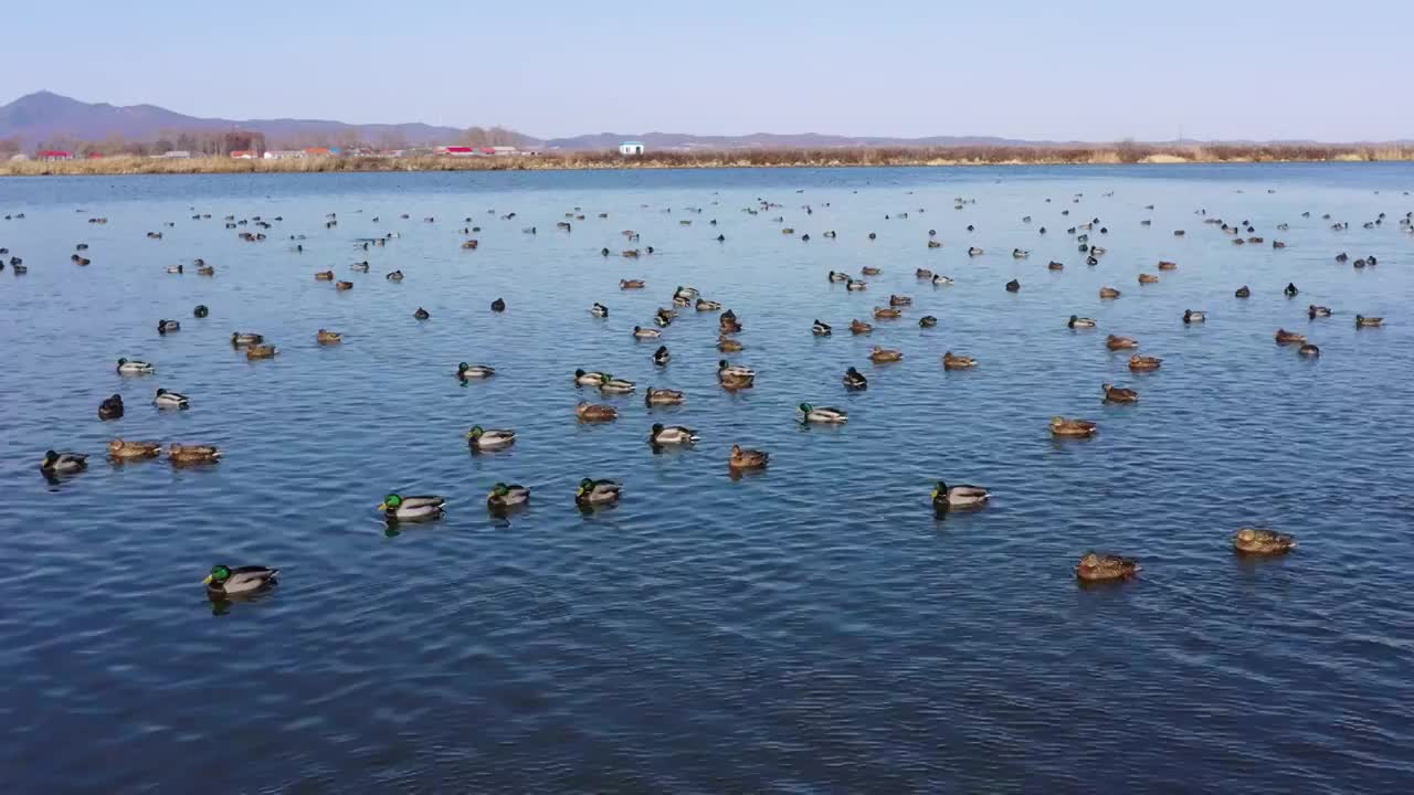 黑龙江鸡西：立冬节气，万鸟在中俄界湖兴凯湖集结视频素材